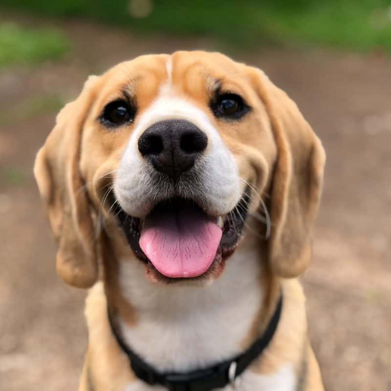 Knowle Dog Training Club – See you soon.